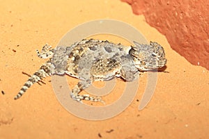 Desert horned lizard