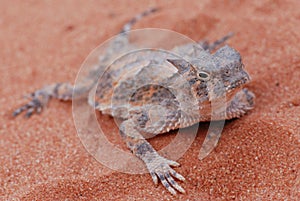 Desert horned lizard at valley of fire