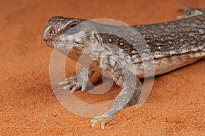Desert Iguana