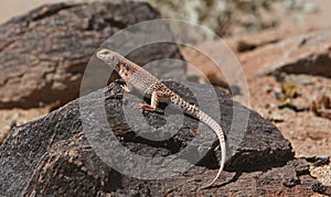 Desert iguana