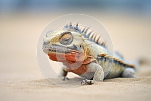 desert iguana with dewlap unfurled on sand