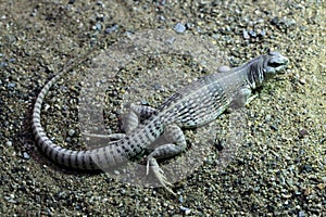 Desert iguana (Dipsosaurus dorsalis).
