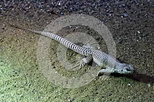 Desert iguana (Dipsosaurus dorsalis).