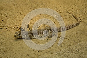 The Desert iguana Dipsosaurus dorsalis.