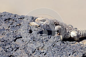 Desert Iguana