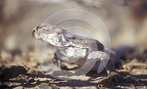 Desert Iguana Lizard Southwest US