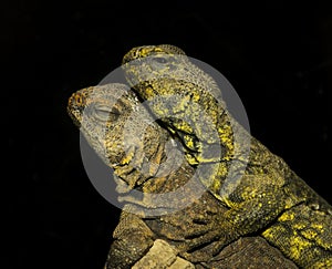 Desert iguana mates lying on top of each other