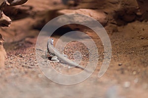 Desert iguana on rocky terrain