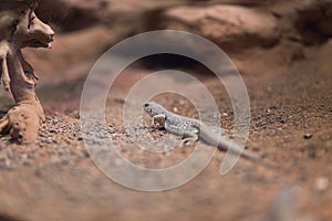 Desert iguana on rocky terrain