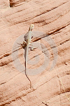 Desert iguana sitting on a redrock photo