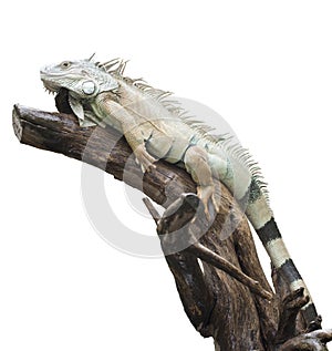 Desert iguana sleep on the wood