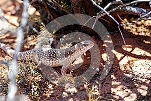 Desert iguana, valley of fire, nv