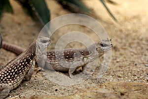 Desert iguanas