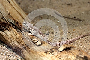 Desert iguanas