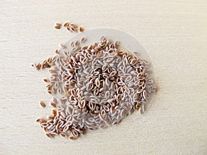 Desert Indianwheat seeds, Plantaginis ovatae semen