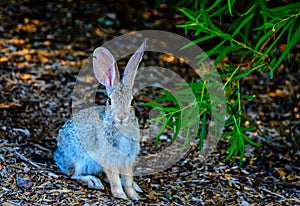 Desert Inhabitant Cottontail Rabbit