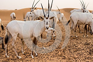 Desert inhabitants