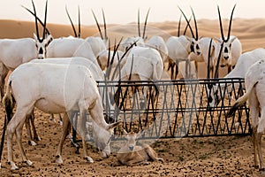 Desert inhabitants