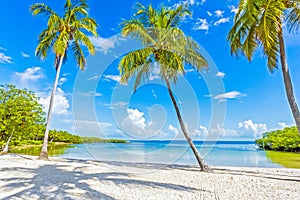 DESERT ISLAND BEACH PALM TREES