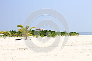 Desert island in Maldives with a little palm tree and two beach umbrellas