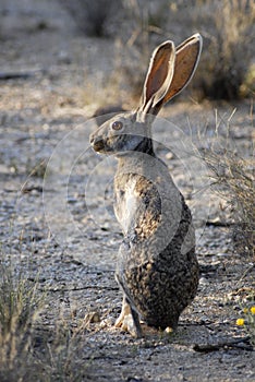 Desert jackrabbit in Saguaro National Park photo