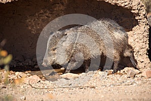 Desert Javelina photo