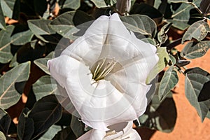 Desert Jimson Weed