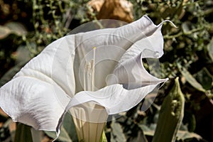 Desert Jimson Weed