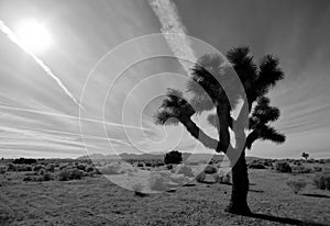 Desert Joshua Tree