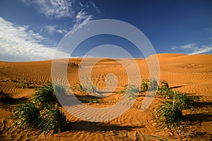 Desert in Kalmykia.