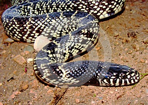 Desert Kingsnake (King Snake)