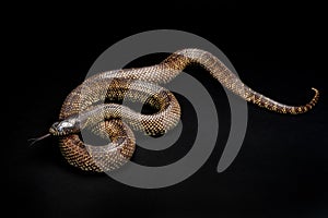 Desert Kingsnake -Lampropeltis splendida southwest snake non venomous