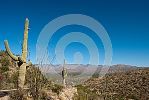 Desert Landscape