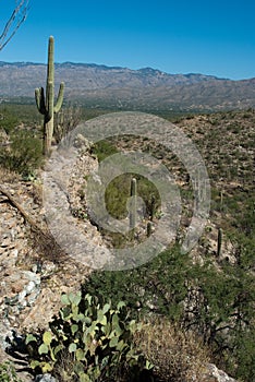 Desert Landscape