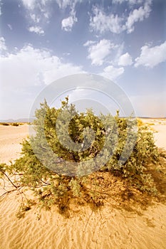 Desert Landscape