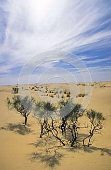 Desert landscape