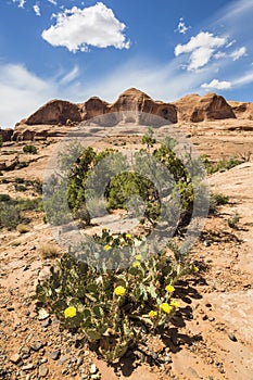 Desert Landscape