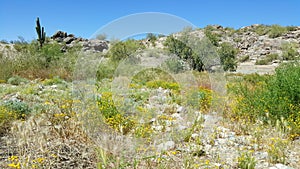 Desert landscape