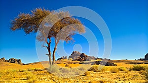 Desert Landscape with Acacia in Moul Naga valley at in Tassili nAjjer national park in Algeria