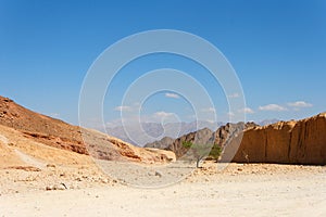 Desert landscape with acacia trees