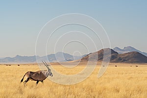 Desert landscape with acacia trees and oryx in NamibRand Nature Reserve, Namib, Namibia, Africa