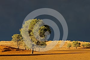 Desert landscape against a stormy sky