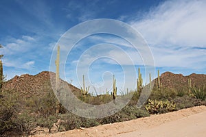 Desert landscape alongside Bajada Loop Drive, a sandy road through the desert of Saguaro National Park West, Arizona photo