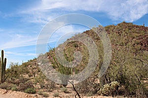 Desert landscape alongside Bajada Loop Drive, a sandy road through the desert of Saguaro National Park in Tucson, Arizona photo