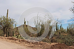 Desert landscape alongside Bajada Loop Drive, a sandy road through the desert of Saguaro National Park West photo