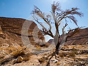 Desert landscape, Arava, Negev, Israel - 1