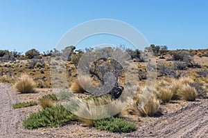 Desert landscape on the atlantic coast of Patagonia, Argentina