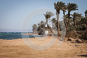 Desert landscape with blue sky and sun,Palm trees and ocean