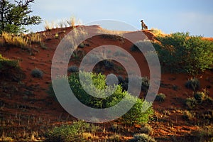 Desert landscape with cheetah on the red dune. Cheetah Acynonix jubatus monitors its surroundings from above