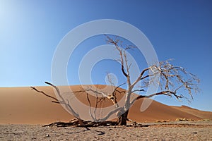 Desert landscape with dead tree - Namibia